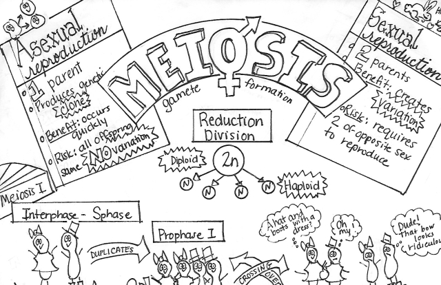 DrM Meiosis Sketchnotes